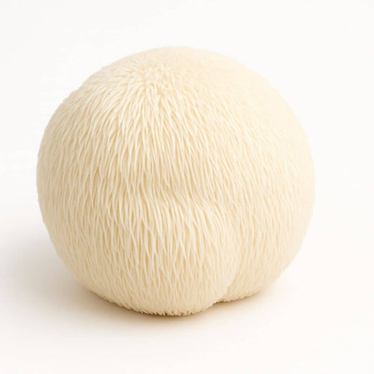 Lion’s Mane – Pilzflüssigkeit