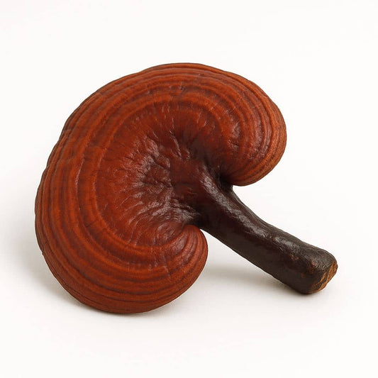 REISHI – Pilzextrakt